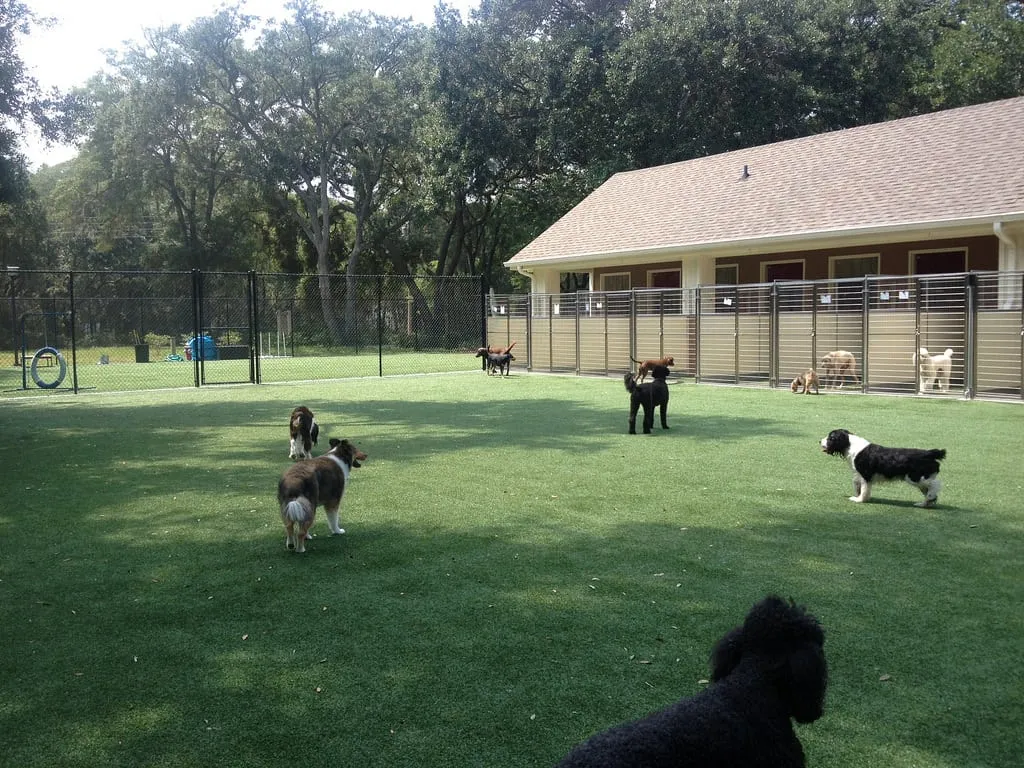 Dog play area K9Grass artificial turf